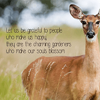 Thank You Quotes