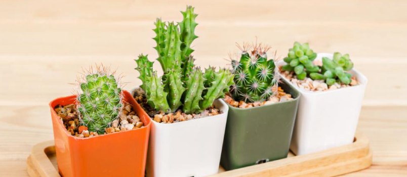 Handmade planter is perfect for plants that require little to no water, such as cacti Handmade planter is perfect for plants that require little to no water, such as cacti