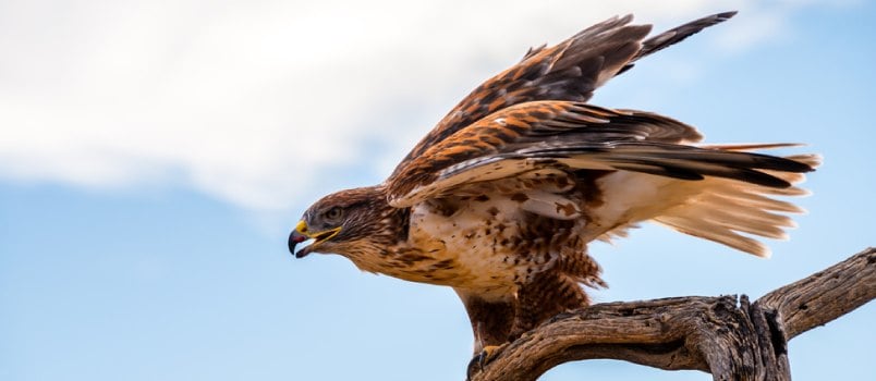 Hawk is the truest visionaries of the North American zodiac Hawk is the truest visionaries of the North American zodiac