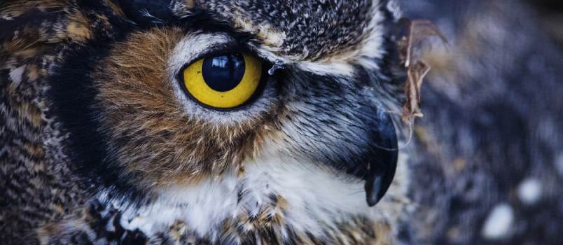 The Owl believes in the fruit of hard work The Owl believes in the fruit of hard work