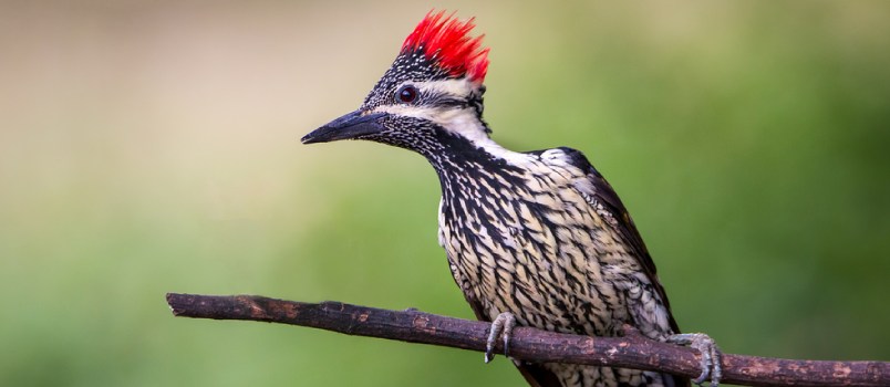 The Woodpeckers are the most nurturing among the zodiac The Woodpeckers are the most nurturing among the zodiac
