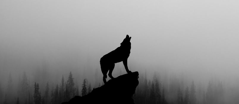 The wolf is the most compassionate among the animals of the zodiac The wolf is the most compassionate among the animals of the zodiac
