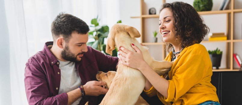 Spend some time with dogs together Spend some time with dogs together