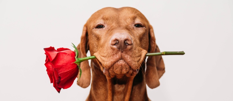 a cute dog holding a rose