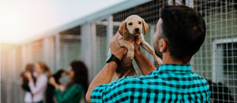 Man playing with puppy