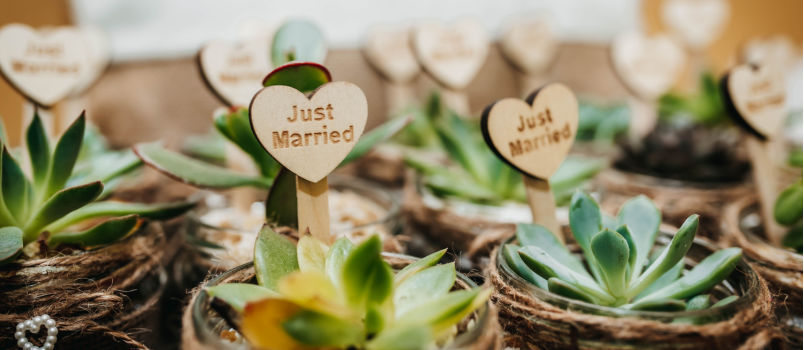Wedding favors potted plants