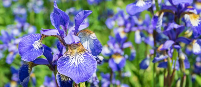 Blue Iris